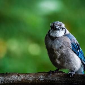 Meet your Posher, Misty